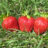 Fresh Strawberries - No chemicals