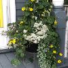 Planter in mid-Summer growth