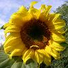 Hello bee