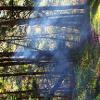 Forest Therapy