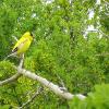 Invite birds into the yard; they are incredibly important
