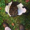Acorn scavenging