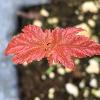 Hello Maple